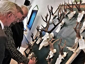 Besucher der Hegeschau betrachten ausgestellte Jagdtrophäen. Foto: Sigismund von Dobschütz