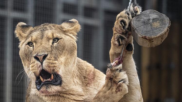 Löwin im Zoo