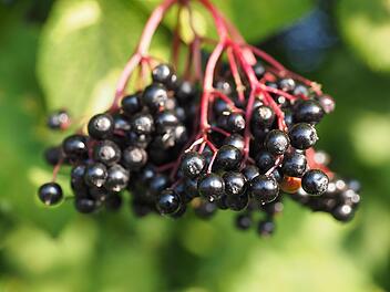 Holunderbeeren - warum man sie nicht roh essen kann und sollte