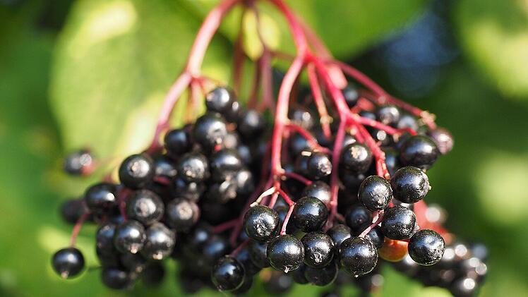 Holunderbeeren - warum man sie nicht roh essen kann und sollte