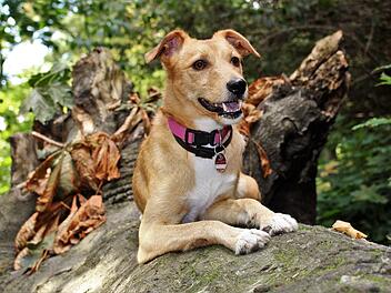 Hof: Stärkere Kontrolle der Steuereinzahlung - Hunde müssen Marke tragen Hof: Stärkere Kontrolle der Steuereinzahlung - Hunde müssen Marke tragen