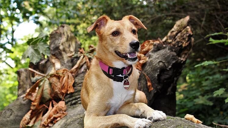 Hof: St&auml;rkere Kontrolle der Steuereinzahlung - Hunde m&uuml;ssen Marke tragen