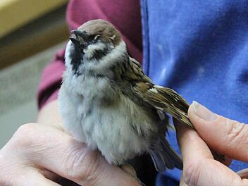 Ulrike Neumann vom Naturkundemuseum Coburg zeigt, wie ein Sperling präpariert wird.  Fotos: Simone Bastian