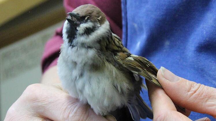 Ulrike Neumann vom Naturkundemuseum Coburg zeigt, wie ein Sperling präpariert wird.  Fotos: Simone Bastian