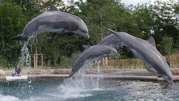 Derzeit müssen sich Besucher gedulden: Während der gerade gestarteten Bauarbeiten finden in der Delfinlagune keine Vorführungen statt. Foto: Tiergarten/Archiv