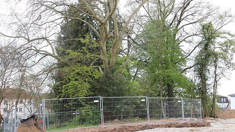 Auch einige Baumgruppen im ehemaligen Hornschuch-Park konnten gerettet werden.  Foto: Andreas Schmitt