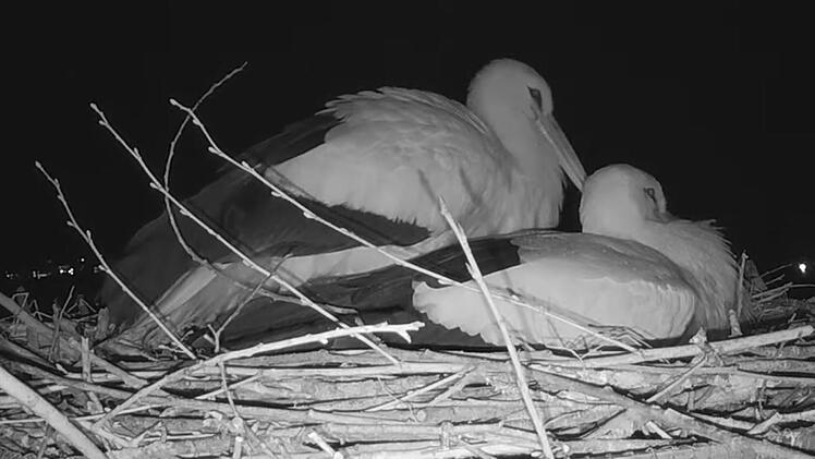 Die neue Kamera ist so lichtempfindlich, dass sie nachts live senden kann. Für die nötige "Ausleuchtung" sorgt ein kleines, für Mensch und Storch unsichtbares Infrarot-Licht.