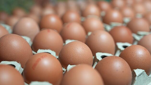 Eier