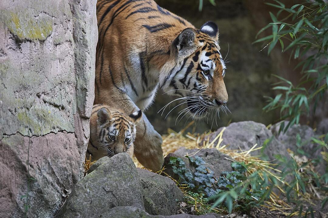 Kleine Tiger im Außengehege des Tiergartens Nürnberg