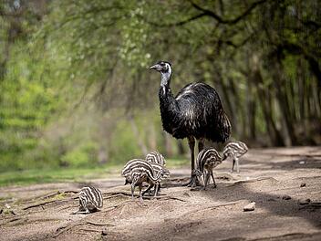 Emu