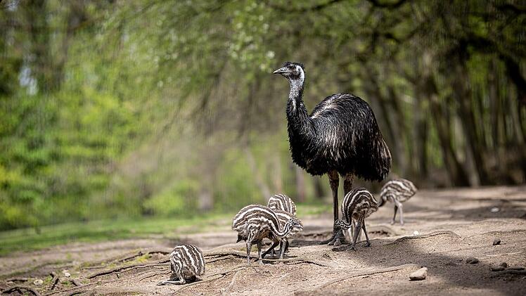 Emu
