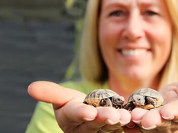 Diese Schildkrötenbabys kamen völlig ohne Brutkasten und menschliche Hilfe zur Welt.Diana Fuchs