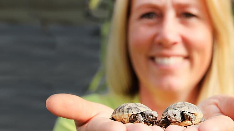 Diese Schildkrötenbabys kamen völlig ohne Brutkasten und menschliche Hilfe zur Welt.Diana Fuchs
