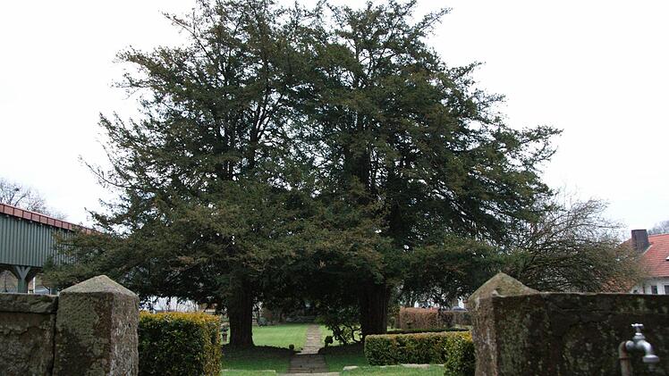 Eiben im Garten des alten Forsthauses
