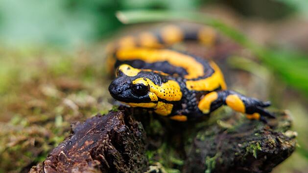 Feuersalamander