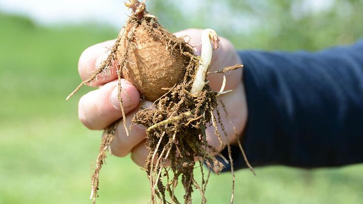 Kontrolle: Die Kartoffeln im Acker haben schon kräftige Keime und Wurzeln entwickelt. Bald wird sich das Grün zeigen. Foto: Dagmar Besand