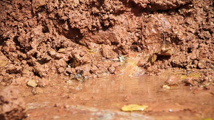 Etwa fünf Liter pro Sekunde sind es schon - allein an einer der beiden Quellen. Foto: Ulrke Müller