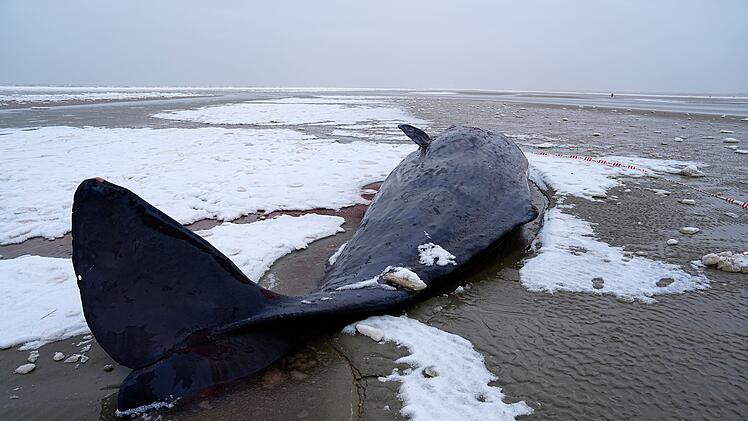 Pottwal in D&auml;nemark gestrandet
