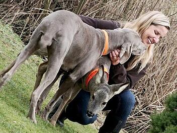 Seit fast zwei Jahren ist das Tier immer wieder rund um die Waldgrenze oder bei Familie Walter zu sehen Foto: Sarah Seewald