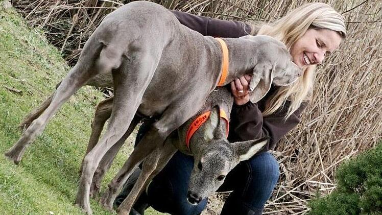 Seit fast zwei Jahren ist das Tier immer wieder rund um die Waldgrenze oder bei Familie Walter zu sehen Foto: Sarah Seewald
