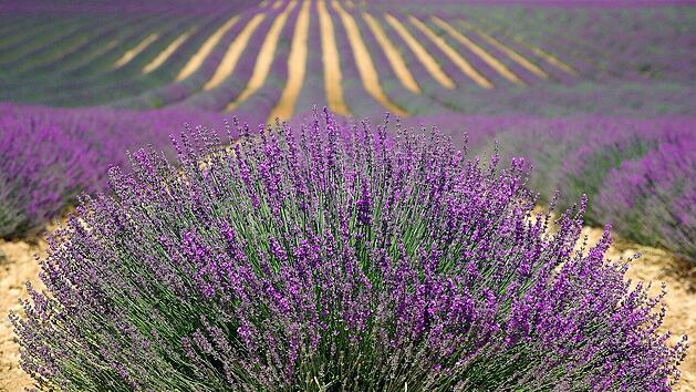 Zur Blütezeit erwarten dich in Kuyucak weite Lavendel-Felder.