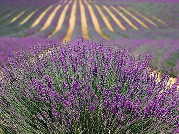 Zur Blütezeit erwarten dich in Kuyucak weite Lavendel-Felder.