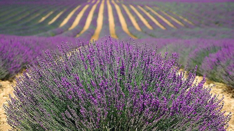 Zur Blütezeit erwarten dich in Kuyucak weite Lavendel-Felder.