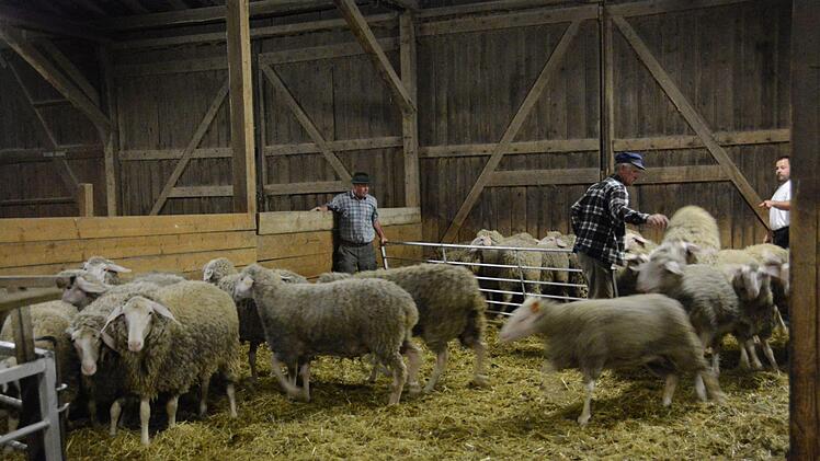Schäferei Scherpf muss auch in der Nacht in den Stall, hier um die Schafe zu zählen und auf den Transporter zu verladen. Foto: Elisabeth Assmann