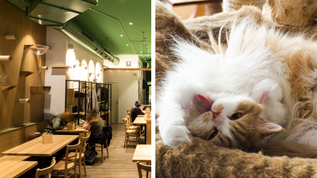 Erlangen bekommt erstes Katzenrestaurant - "Katzentempel" hat "keine Zoo-Atmosphäre"