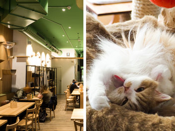 Erlangen bekommt erstes Katzenrestaurant - "Katzentempel" hat "keine Zoo-Atmosphäre"