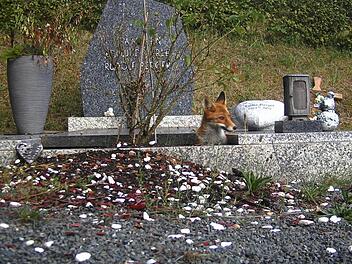 Füchse sind in erster Linie dämmerungs- und nachtaktiv, tagsüber bekommt man sie so gut wie nie zu sehen. Doch der junge Fuchs auf dem Friedhof ist nicht ganz so scheu: Die Wildtierkamera zeigt, wie er aus seinem Grabstätten-Bau herausschaut.