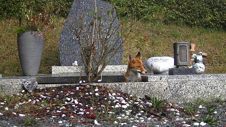 Füchse sind in erster Linie dämmerungs- und nachtaktiv, tagsüber bekommt man sie so gut wie nie zu sehen. Doch der junge Fuchs auf dem Friedhof ist nicht ganz so scheu: Die Wildtierkamera zeigt, wie er aus seinem Grabstätten-Bau herausschaut.