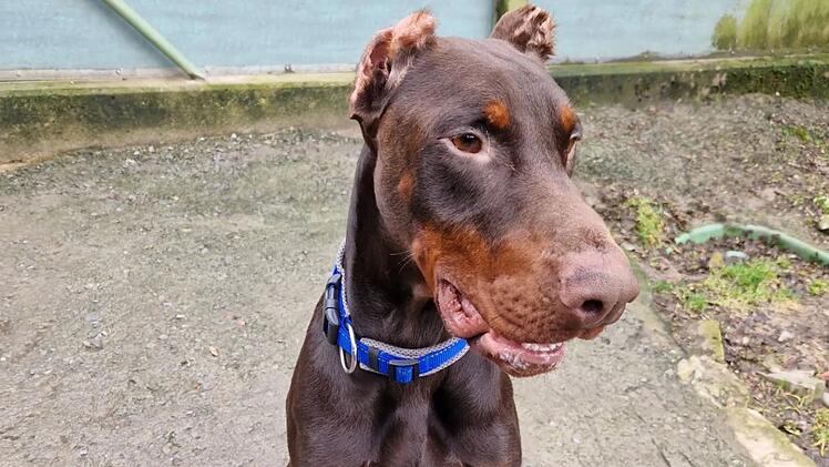 Tierheim Würzburg entsetzt: Hund Loki wurde "regelrecht verstümmelt"