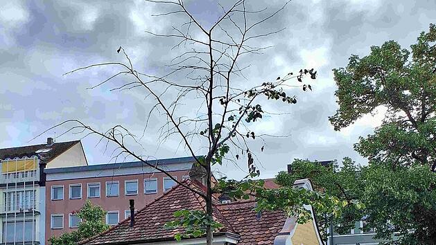 Bamberg: Baumfällungen an der Promenade und Pfisterbrücke