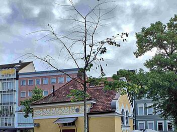 Bamberg: Baumfällungen an der Promenade und Pfisterbrücke Bamberg: Baumfällungen an der Promenade und Pfisterbrücke