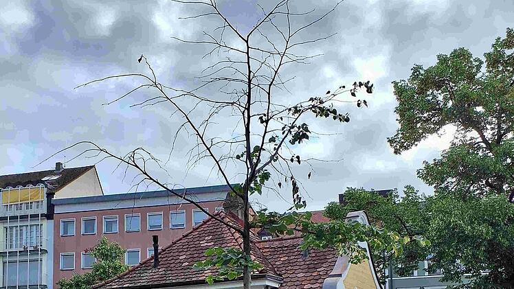 Bamberg: Baumfällungen an der Promenade und Pfisterbrücke