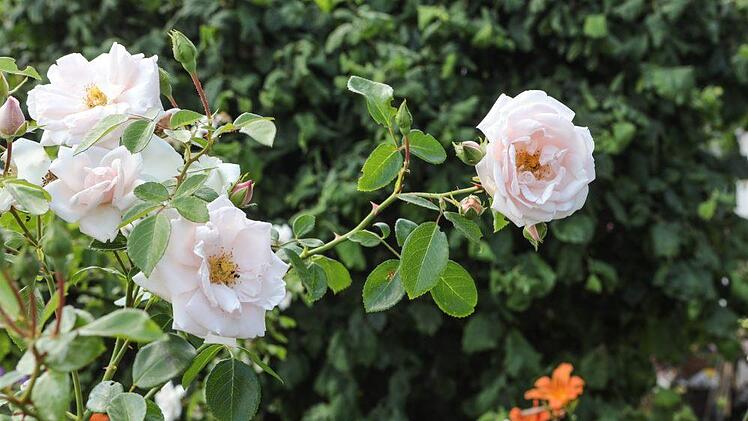 Impressionen aus Sonja Promeuschels Rosengarten Foto: Barbara Herbst