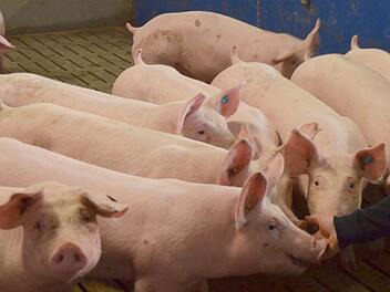 Ein Schwein kommt selten allein. Knapp 3000 dieser Nutztiere will Matthias Carl in Großgarnstadt in einer zu errichtenden Schweinemastanlage halten. Foto: Rainer Lutz/CT-Archiv