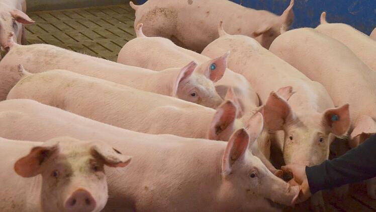 Ein Schwein kommt selten allein. Knapp 3000 dieser Nutztiere will Matthias Carl in Großgarnstadt in einer zu errichtenden Schweinemastanlage halten. Foto: Rainer Lutz/CT-Archiv