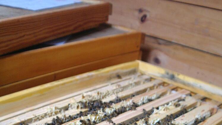 "Friedlich und fleißig" - so will der Imker seine Bienen sehen. Foto: Stephanie Elm