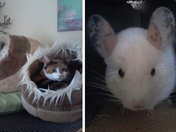 Dettelbacher Tierhospiz droht das Aus:  Sorge um kranke Tiere - "werden wahrscheinlich eingeschl&auml;fert"