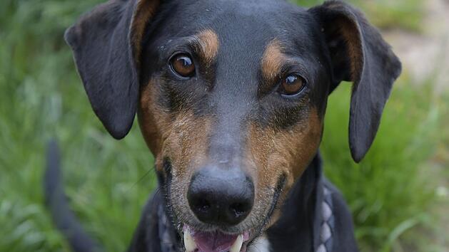 Tierheim Bamberg sucht Zuhause mit langen Spazierg&auml;ngen f&uuml;r Jagdhund Anton