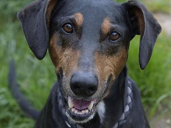 Tierheim Bamberg sucht Zuhause mit langen Spaziergängen für Jagdhund Anton