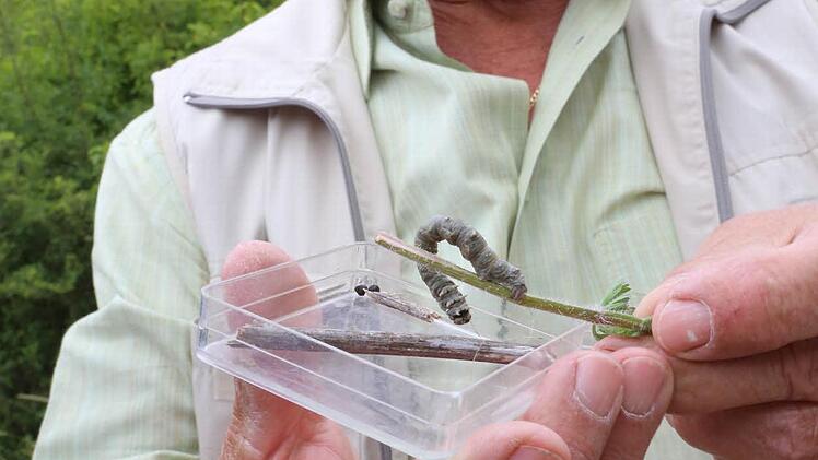 Willi Köstler hat einen Rindenspanner entdeckt.