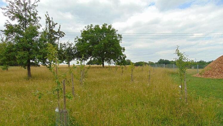 Die Streuobstwiese Foto: Petra Malbrich
