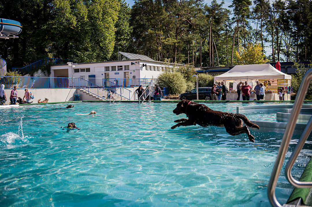 Leinen los! Hunderte Fellnasen erobern Freibad nach Saisonende