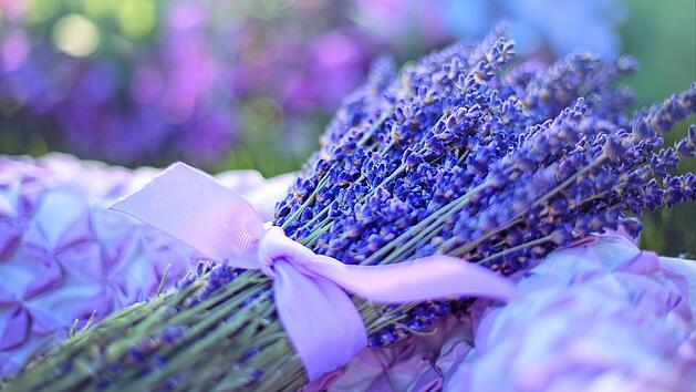 Das Linalool im Lavendel wirkt erwiesenermaßen entspannend und beruhigend.