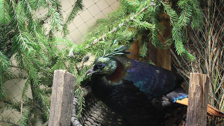 Lebt eigentlich im Himalaya, f&uuml;hlt sich aber auch im Aischgrund wohl: ein Glanzfasan.