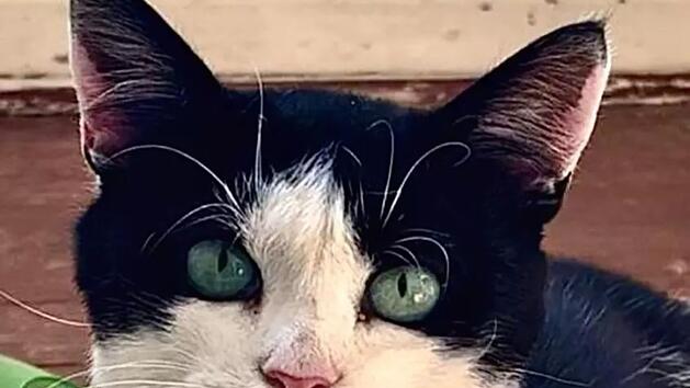 Tierheim Bamberg: Katze "verletzt, fast verhungert und mit Zecken &uuml;bers&auml;ht" gefunden