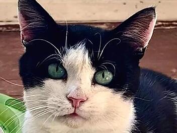 Tierheim Bamberg: Katze "verletzt, fast verhungert und mit Zecken übersäht" gefunden